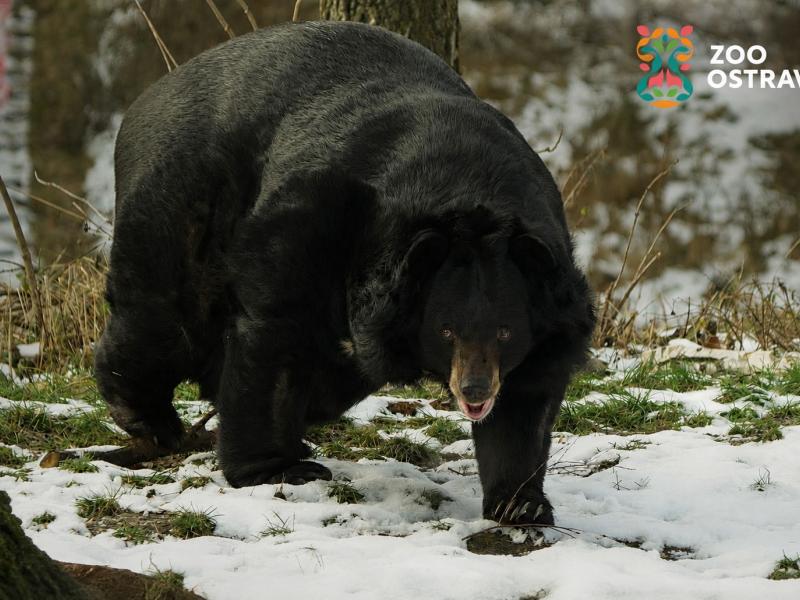 News - Der Kragenbär und BONATRANS: Bereits im zweiten Jahr gemeinsam